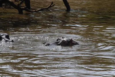 DSC_3483 (Large).JPG